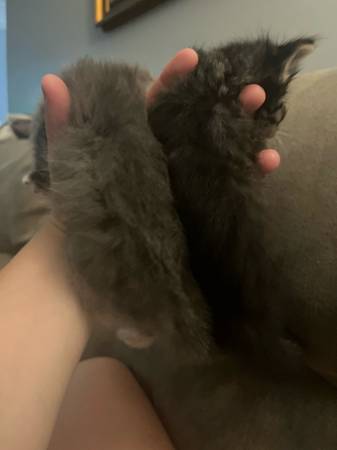 Kittens (Los Angeles)63829967155329120
