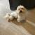 Adorable Maltese Havanese 2 thumbnail