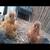 Almost Pullets 8 thumbnail