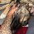 Rehoming German Shepard 2 thumbnail