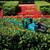 Makita XGT 40V 24" Cordless Hedge Trimmer – Brushless – Tool Only – Br 2 thumbnail