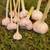 Garlic (seed) - Beyond Sustainable Life 4 thumbnail