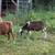 Halal ram lambs 3 thumbnail