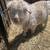 Goat family 5 thumbnail