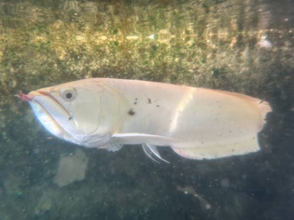 Sold arowana!! Please delete my personal fanboy 🤣🤙🏽 1