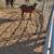 Nubian dairy goats bucks 4 thumbnail