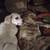 Free puppies 10 thumbnail