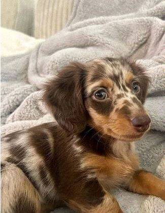 Cachorro macho y hembra disponible (706 578-989tres)63677748913793120