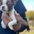 Red Boston Terrier Puppies 1 thumbnail