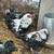English Orpington Rooster, Indio mixes, EE and Dark Brahma/Salmon Faverolles mix 4 thumbnail