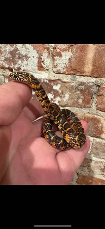 King Snake Collection (Yonkers)63690119448449120