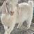 Yearling Angora Mixed Buck Goats 5 thumbnail