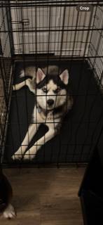 Husky Siberiano (Bastrop tx)63839342529921122