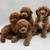 Goldendoodles 4 thumbnail