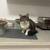 Adoptable Cats 1 thumbnail