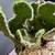 Crested Cactus in Ikea Color Block Porcelain Pot 5 thumbnail