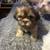 Male Imperial ShihTzu puppy 1 thumbnail