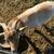 Fainting bucks 3 thumbnail