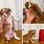 Miniature chihuahua MALE 1 thumbnail