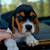 Akc beagles puppies 1 thumbnail
