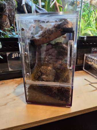 Tarantula Cribs enclosures (Bellingham)63613582805505122