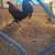 Chickens and roosters 21 thumbnail