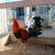 Roosters  / Gallos 7 thumbnail