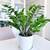 Large ZZ plant, Zamioculcas Zamiifolia 1 thumbnail