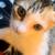 Kitten 3 thumbnail