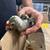 Sun conure X Jenday proven pair & Mitred Conure 2 thumbnail