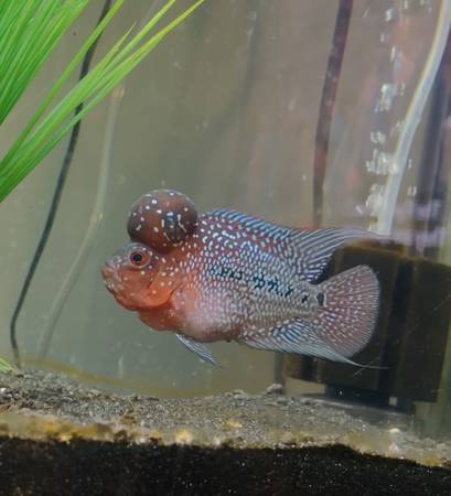 Show grade SRD Flowerhorn 1