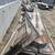 24 ft grain bin 2 thumbnail