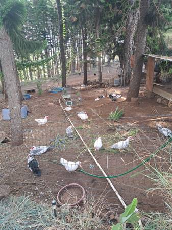 Ducks and DUCKLINGS 1