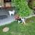 Rehoming Jack Russell Parson 8 thumbnail