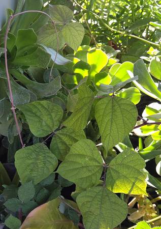Hyacinth Bean Vine plants 1