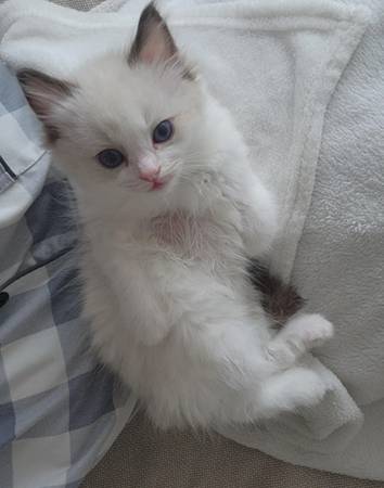 Adorable indoor kittens ready now 1