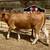 2 beefmasters heifers GENTLE!! 3 thumbnail