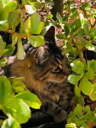 Lost Cat (Vallejo)63891026648961121