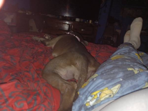 Puppy needs to rehome (West ridge)63918925347587120