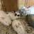 Rabbits 1 thumbnail