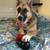 Meet Biscuit - looking for new new forever home 4 thumbnail