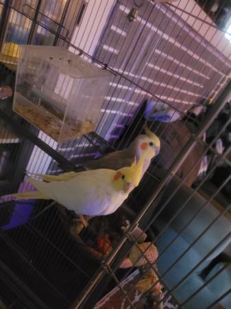 4 Cockatiel 1