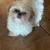 Shih Tzu, puppies 2 thumbnail