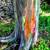 *Wholesale* Rainbow Eucalyptus Trees *Wholesale* 1 thumbnail