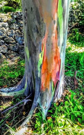 *Wholesale* Rainbow Eucalyptus Trees *Wholesale* 1