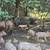 Freezer pig/ butcher pigs 3 thumbnail