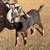 Registered lamancha doeling Nubian Doelings 4 thumbnail