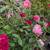 Rose Tree 🌹🌹 10 thumbnail