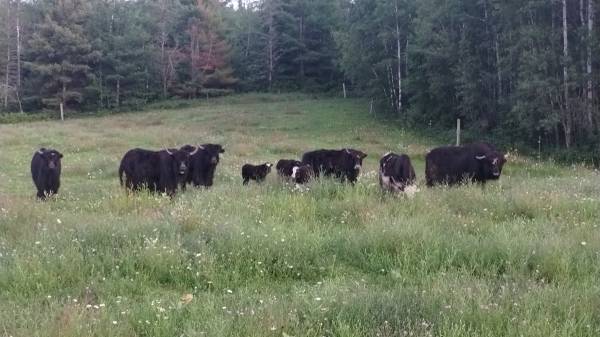 ISO Yak Bull buy or trade for my mature bull 1