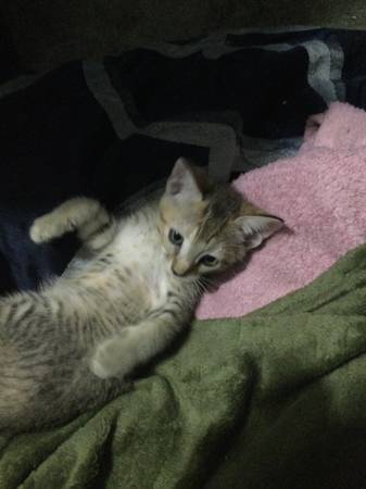 Need a home for this little kitten63967426848131120